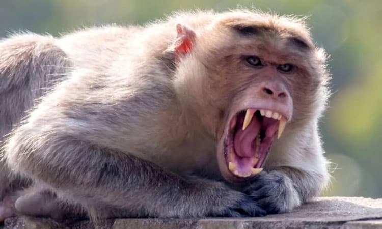 ಕುರುಗೋಡು: ಮಂಗನ ಕಡಿತಕ್ಕೆ ಗಂಭೀರ ಗಾಯಗೊಂಡ ಸಾರ್ವಜನಿಕರು, ವಿದ್ಯಾರ್ಥಿಗಳು