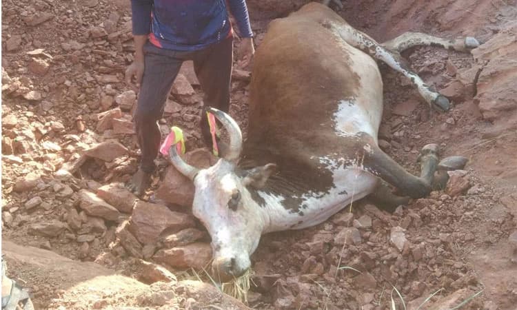 228 ಗ್ರಾಮಗಳಲ್ಲಿ ಚರ್ಮಗಂಟು ರೋಗ ಉಲ್ಬಣ