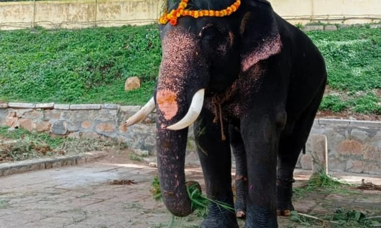 ಕಾಡಾನೆ ದಾಳಿ: ದಸರಾ ಆನೆ ಗೋಪಾಲಸ್ವಾಮಿ ಕೊನೆಯುಸಿರು