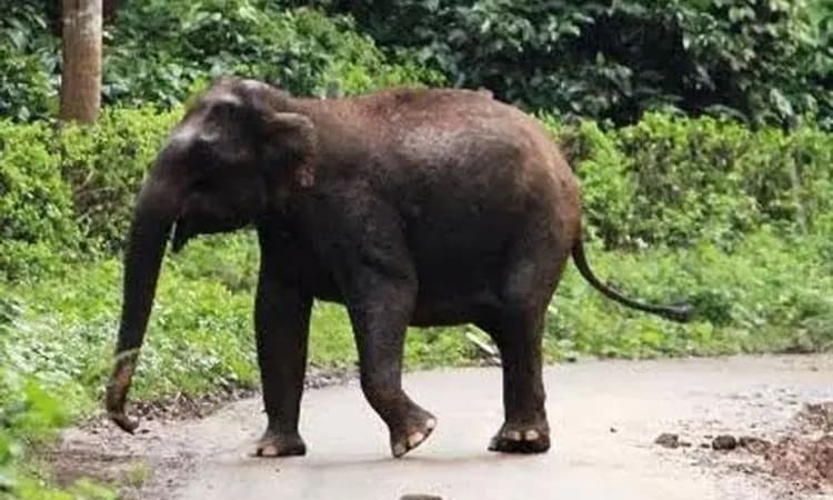 ಮೂಡಿಗೆರೆ: ಮಹಿಳೆ ಸಾವಿನ ಸ್ಥಳದಲ್ಲಿ ಮತ್ತೆ ಘೀಳಿಡುತ್ತಿರುವ ಆನೆಗಳು