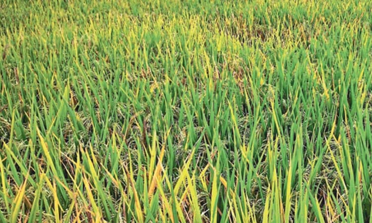 ಅಕ್ಕಿ ಗಿರಣಿಗಳಲ್ಲೇ ಭತ್ತ ಖರೀದಿಸಿ, ವೆಚ್ಚ ತಗ್ಗಿಸಿ