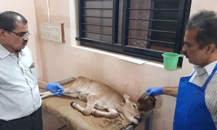 ಶಿರಸಿ: ಜನ್ಮಜಾತ ದೋಷದಿಂದ ಹುಟ್ಟಿದ ಕರುವಿಗೆ ಶಸ್ತ್ರಚಿಕಿತ್ಸೆ