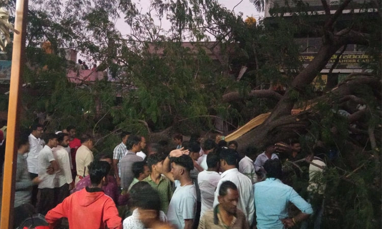 ಗಂಗಾವತಿ: ನೆಲಕ್ಕುರುಳಿದ ದೊಡ್ಡ ಗಾತ್ರದ ಮರ; 12 ದ್ವಿಚಕ್ರ ವಾಹನಗಳು ಜಖಂ