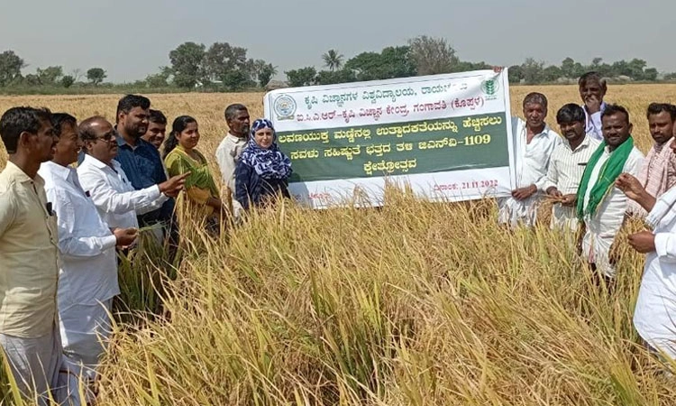 ಗಂಗಾವತಿ: ಸವಳು ಸಹಿಷ್ಣು ಜಿ.ಎನ್.ವಿ-1109 ಭತ್ತದ ತಳಿಯಿಂದ ಅಧಿಕ ಇಳುವರಿ