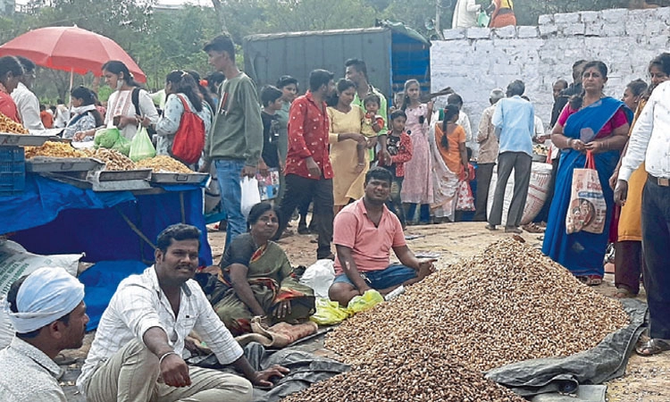 ವಿಜೃಂಭಣೆಯ ಕಡಲೆಕಾಯಿ ಪರಿಷೆ