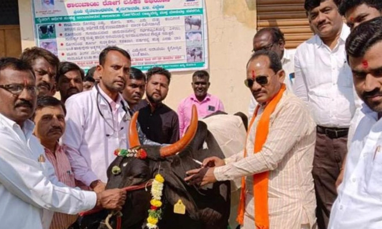 ಕಾಲುಬಾಯಿ ರೋಗ ನಿಯಂತ್ರಣಕ್ಕೆ ಲಸಿಕೆಯೇ ಮಾರ್ಗ: ಪ್ರಭು ಚವ್ಹಾಣ್