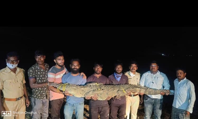 ವಿಜಯಪುರ: ತೋಟದ ಬಾವಿಯಲ್ಲಿ ಅಡಗಿದ್ದ ಬೃಹತ್ ಮೊಸಳೆ ಸೆರೆ