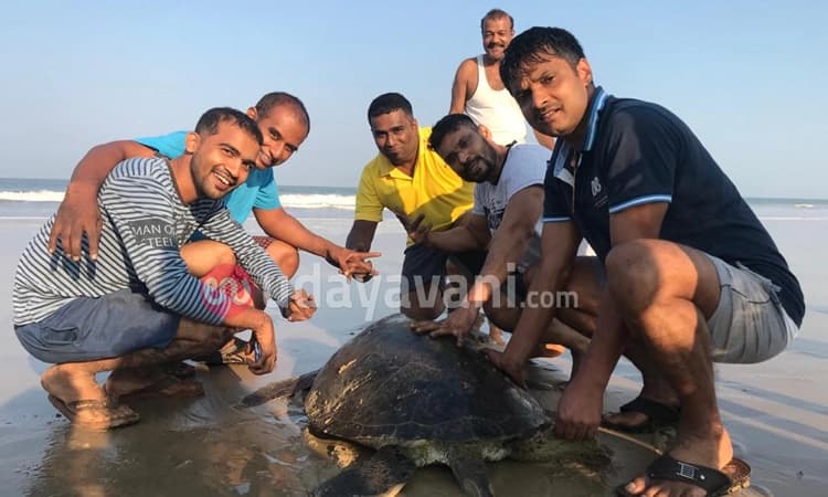 ಉಪ್ಪುಂದ : ಬ್ರಹತ್ ಗಾತ್ರದ ಕಡಲಾಮೆ ಪತ್ತೆ