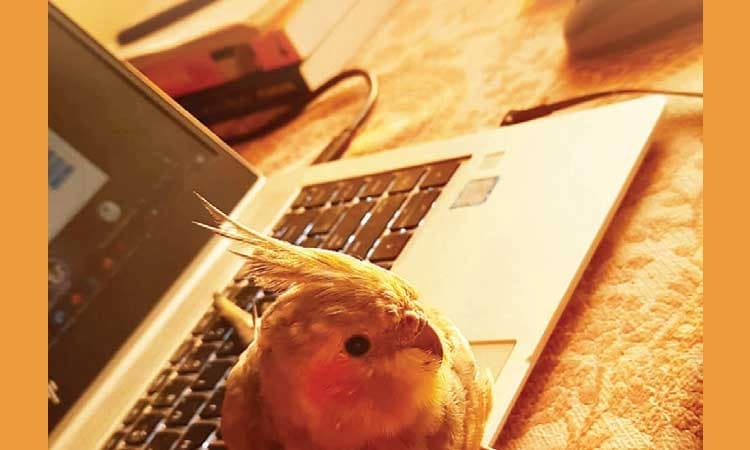 ಅಪರೂಪದ ಅತಿಥಿ