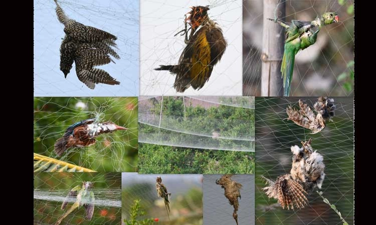 ಪ್ರಾಣಿ-ಪಕ್ಷಿಗಳಿಗೆ ನೀರು, ಆಹಾರದ ಕೊರತೆ