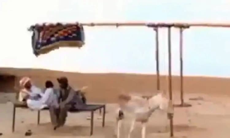 ಬೇಸಿಗೆ ಸೆಕೆ ಕಡಿಮೆ ಮಾಡಲು ಸಖತ್ ಐಡಿಯಾ : ಕತ್ತೆ ಬಳಸಿ ಮಾಡಿದ ದೇಸಿ ಫ್ಯಾನ್..!