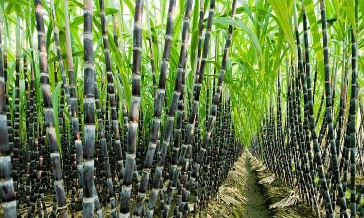 ಕಬ್ಬು ಬೆಳೆವವರಿಗೆ ಕಿವಿಮಾತು