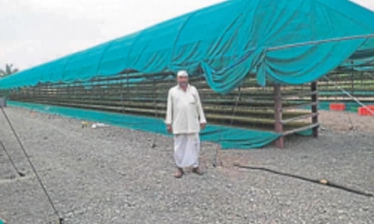 ಒಣ ದ್ರಾಕ್ಷಿ ಕಾಪಾಡಲು ಅನ್ನದಾತರ ಹರಸಾಹಸ