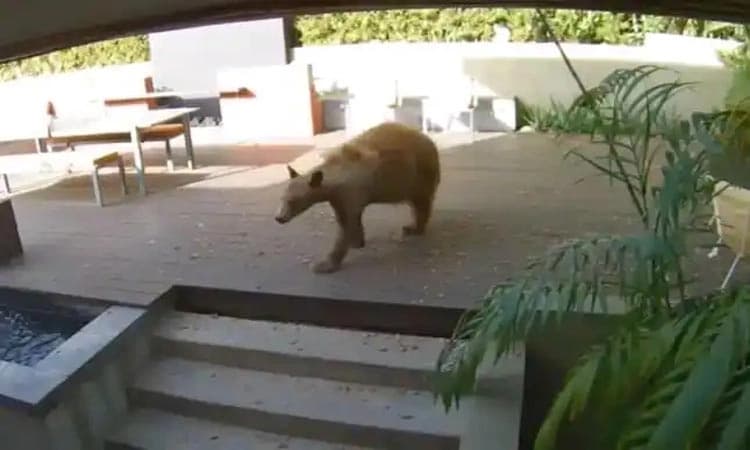 ವಿಡಿಯೋ ನೋಡಿ : ಮನೆಗೆ ನುಗ್ಗಿದ ಕರಡಿಯನ್ನು ಓಡಿಸಿದ 2 ಪುಟ್ಟ ನಾಯಿ ಮರಿಗಳು!