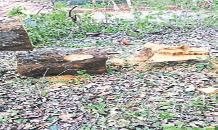 ಮರಗಳ ಕಡಿತ: ಪರಿಸರವಾದಿಗಳ ವ್ಯಾಪಕ ಆಕ್ರೋಶ
