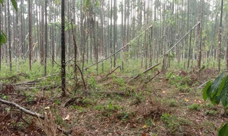 ಕೆರ್ವಾಶೆ: ಆಲಿಕಲ್ಲು ಸಹಿತ ಗಾಳಿ-ಮಳೆ