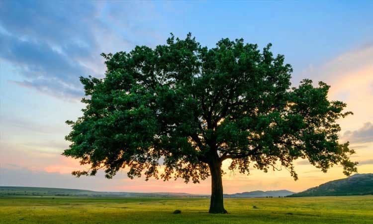 ನಮ್ಮೊಳಗೆ ಇದೆ ಮುನ್ನಡೆಸುವ ಬೆಳಕು