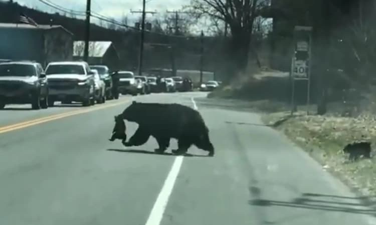 ತಾಯಿ ಕರಡಿಯ ಪ್ರೀತಿ ನೋಡಿ : ಮರಿಗಳನ್ನು ರಸ್ತೆ ದಾಟಿಸಲು ಪರದಾಟ!
