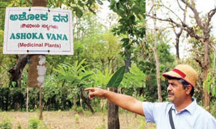 ಪರಿಸರ ಪ್ರಿಯರ ಅಶೋಕ ವನ