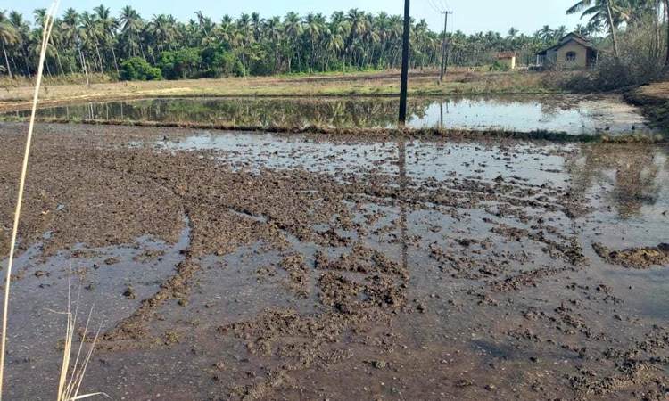 ಗದ್ದೆಗಳಿಗೆ ನುಗ್ಗುತ್ತಿರುವ ಉಪ್ಪುನೀರು : ರಿಂಗ್‌ ರೋಡ್‌ ನಿರ್ಮಾಣಕ್ಕೆ ಬೇಡಿಕೆ