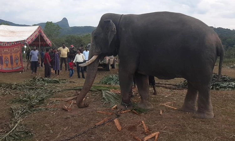 ಅಭಿಮನ್ಯು ಆನೆಗೆ ಅನಾರೋಗ್ಯ ಹಿನ್ನಲೆ: ಆಪರೇಷನ್ ಭೈರ ಕಾರ್ಯಾಚರಣೆ ಸ್ಥಗಿತ