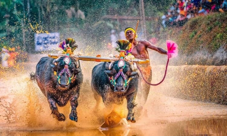 ಕಂಬಳ ವೇಳಾಪಟ್ಟಿ ಮತ್ತೆ ಪರಿಷ್ಕರಣೆ : ನ. 26ರಿಂದ ಕಂಬಳ ಕೂಟ