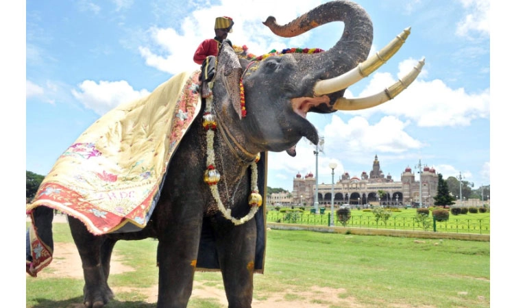 ಕೊಟ್ಟಿಗೆಹಾರ: ಕಾಡಾನೆ ಸೆರೆ ಕಾರ್ಯಾಚರಣೆಗೆ ಬಂದ ಅಭಿಮನ್ಯುಗೆ ಅನಾರೋಗ್ಯ