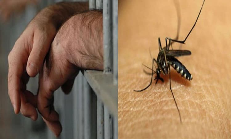 ಬಾಟಲಿಗೆ ಸತ್ತ ಸೊಳ್ಳೆಗಳನ್ನು ತುಂಬಿ ಕೋರ್ಟ್‌ಗೆ ಹಾಜರಾದ!