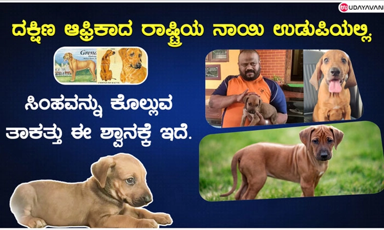 ದಕ್ಷಿಣ ಆಫ್ರಿಕಾದ ರಾಷ್ಟ್ರೀಯ ಶ್ವಾನ ಉಡುಪಿಯಲ್ಲಿ…
