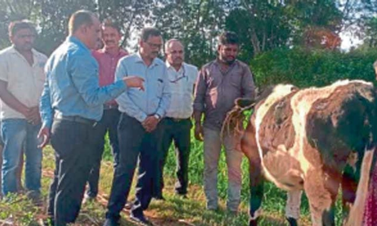 ಮೈಸೂರು: ಹತೋಟಿಯಲ್ಲಿ ಚರ್ಮಗಂಟು ರೋಗ