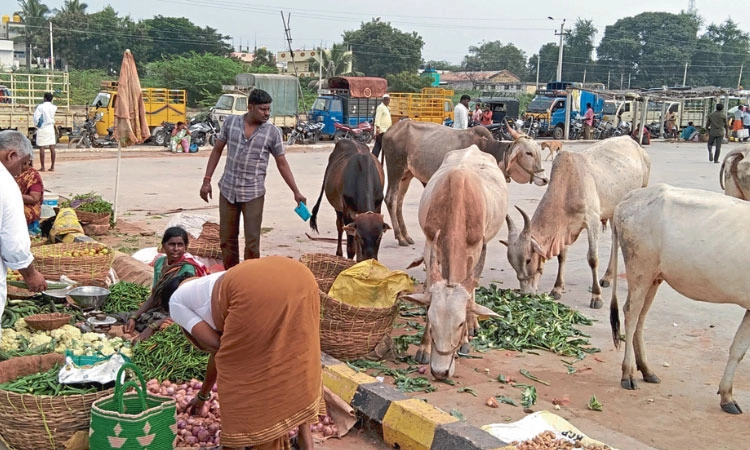 ಮಾರುಕಟ್ಟೆಯಲ್ಲಿ ಬಿಡಾಡಿ ದನಗಳ ಕಾಟ