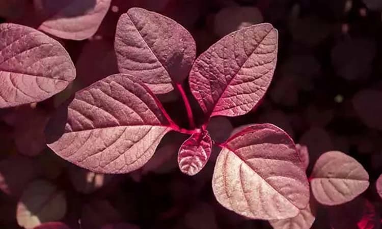 ಪೋಷಕಾಂಶಗಳ ಉಗ್ರಾಣ…ಉತ್ತಮ ಆರೋಗ್ಯಕ್ಕೆ ಹರಿವೆ ಸೊಪ್ಪು ಬಳಸಿ