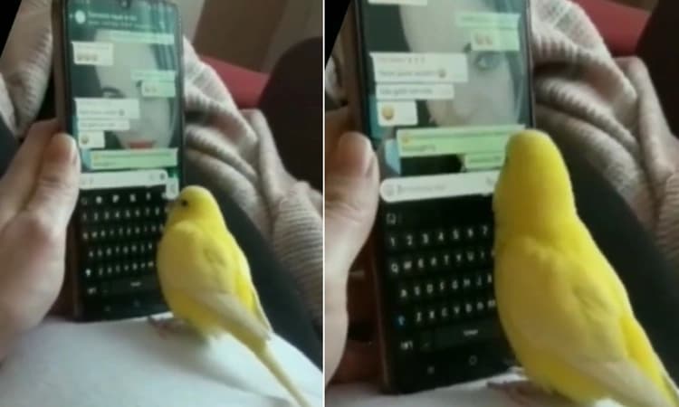 ವಿಡಿಯೋ: WhatsApp ಚಾಟ್ ಮಾಡುತ್ತೆ ಈ ಗಿಳಿ… ಇದರ ಟೈಪಿಂಗ್ ವೇಗ ಮನುಷ್ಯರನ್ನೇ ನಾಚಿಸುತ್ತೆ