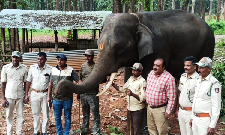 ಶಿವಮೊಗ್ಗ: ಉತ್ತರ ಪ್ರದೇಶದ ಹುಲಿ ಮೀಸಲು ಅರಣ್ಯಕ್ಕೆ ಸಕ್ರೆಬೈಲಿನ ಸೂರ್ಯ ಆನೆ