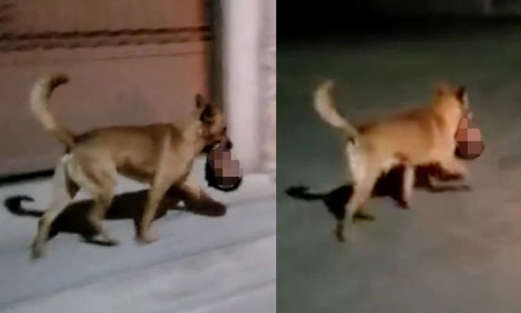 ವಿಡಿಯೋ… ಮನುಷ್ಯನ ರುಂಡವನ್ನು ಬಾಯಿಯಲ್ಲಿ ಹಿಡಿದು ನಗರ ತುಂಬಾ ಓಡಾಡಿದ ಬೀದಿ ನಾಯಿ