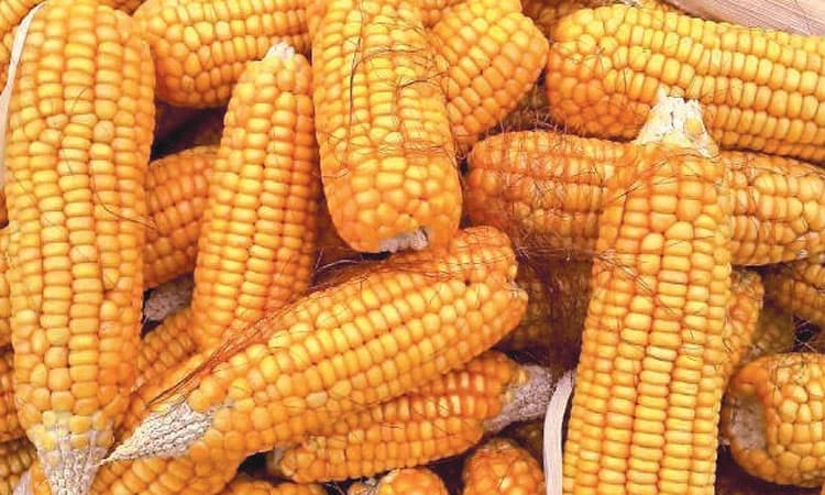 ಮೆಕ್ಕೆ ಜೋಳ: ರೈತರ ಕೈ ಹಿಡಿದ ಬೆಲೆ