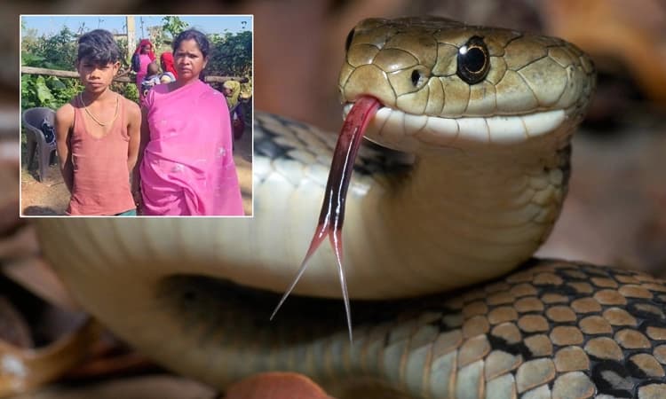 ತನಗೆ ಹಾವು ಕಚ್ಚಿತೆಂದು ತಿರುಗಿ ಹಾವನ್ನೇ ಕಚ್ಚಿದ ಬಾಲಕ… ಮುಂದೆ ಆಗಿದ್ದು ಮಾತ್ರ ವಿಸ್ಮಯ