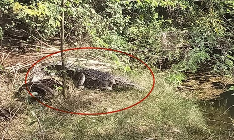 ನಾಲತವಾಡ: ಬೃಹತ್‌ ಮೊಸಳೆ ಪ್ರತ್ಯಕ್ಷ; ಭಯಭೀತರಾದ ಸ್ಥಳೀಯರು