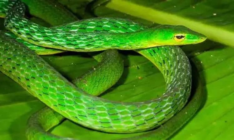 ರಾಜಧಾನಿಯಲ್ಲಿ ಹಾವುಗಳ ಸಂಚಾರ ಹೆಚ್ಚಳ; ಅಪಾಯಕ್ಕೆ ಸಿಲುಕಿದ ಪಕ್ಷಿಗಳು