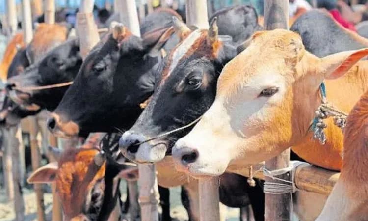 ಗೋ ಹತ್ಯೆ ವಿರುದ್ಧ ಆಸ್ತಿ ಮುಟ್ಟುಗೋಲು ಅಸ್ತ್ರ