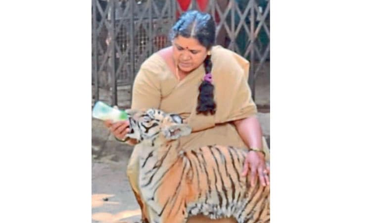 ತಾಯಿಯಿಂದ ತಿರಸ್ಕೃತ ಹುಲಿಮರಿಗೆ ಸಿಬ್ಬಂದಿ ಆಸರೆ!