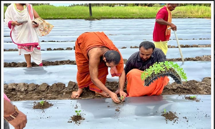 ಕಟಪಾಡಿ: ಸೋದೆ ಮಠದ ವತಿಯಿಂದ ಮಟ್ಟುಗುಳ್ಳ ಕೃಷಿಗೆ ಚಾಲನೆ