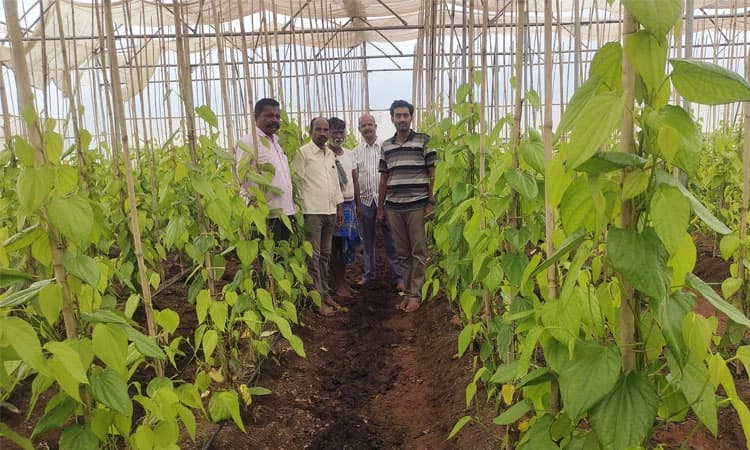 ಪಾಲಿಹೌಸ್‌ನಲ್ಲೂ ಬೆಳೆದ್ರು ವೀಳ್ಯದೆಲೆ