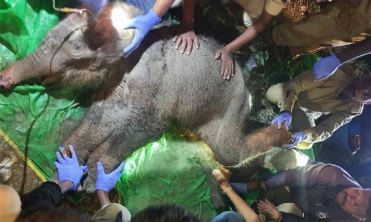 ಗಾಯಗೊಂಡಿದ್ದ ಪುಟಾಣಿ ಮರಿ ತಾಯಿಯೊಂದಿಗೆ ಅರಣ್ಯ ಸೇರಿತಾ?