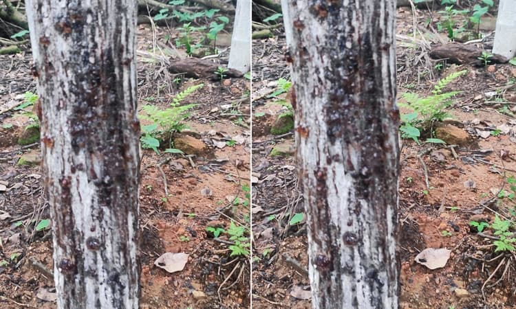 ಹೆಬ್ರಿ- ಕಾರ್ಕಳ ಪರಿಸರದ ಅಡಿಕೆ ತೋಟಕ್ಕೆ ದುಂಬಿ ಬಾಧೆ : ವಿಜ್ಞಾನಿಗಳಿಂದ ಪರಿಶೀಲನೆ