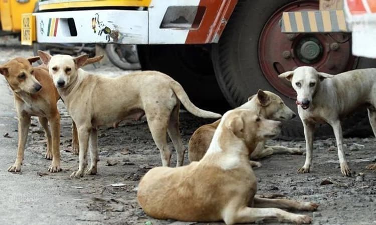 ಆಂಧ್ರದಲ್ಲಿ 18 ಬೀದಿ ನಾಯಿಗಳ ಹತ್ಯೆ : ಗ್ರಾಮದ ಮುಖ್ಯಸ್ಥರ ಆದೇಶ ಪಾಲಿಸಿದ್ದೇನೆ ಎಂದ ಹಂತಕ