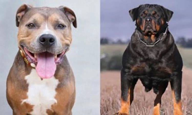 ಘಾಜಿಯಾಬಾದ್‌: ಪಿಟ್‌ಬುಲ್, ರಾಟ್ ವೀಲರ್ ನಾಯಿ ತಳಿಗಳ ನಿಷೇಧ