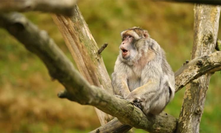 ಈ ಗ್ರಾಮದಲ್ಲಿ ಮಂಗಗಳ ಹೆಸರಲ್ಲಿದೆ 32 ಎಕರೆ ಜಮೀನು!