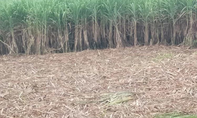 ಕಬ್ಬಿಣದ ಕಡಲೆಯಾದ ಕಬ್ಬು ಬೆಳೆ ; ಕಬ್ಬು ದರ ಹೆಚ್ಚಿಸುವ ಬದಲು ಇಳಿಕೆ