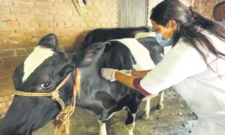 ಪಶುಸಂಗೋಪನ ಇಲಾಖೆ; ವೈದ್ಯಾಧಿಕಾರಿ ಸಹಿತ ಬಹುತೇಕ ಹುದ್ದೆ ಖಾಲಿ!